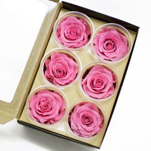 Pink Ecuadorian Eternity Flowers Preserved Roses Pack of 6 6cm to 7cm