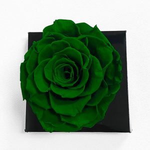 xl-dark-green-ecuadorian-eternity-flower-preserved-rose-9cm-to-10cm