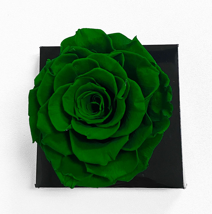 XL Dark Green Ecuadorian Eternity Flower Preserved Rose 9cm to 10cm XL Dark Green Ecuadorian Eternity Flower Preserved Rose 9cm to 10cm