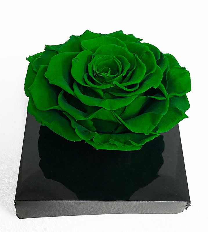XL Dark Green Ecuadorian Eternity Flower Preserved Rose 9cm to 10cm XL Dark Green Ecuadorian Eternity Flower Preserved Rose 9cm to 10cm